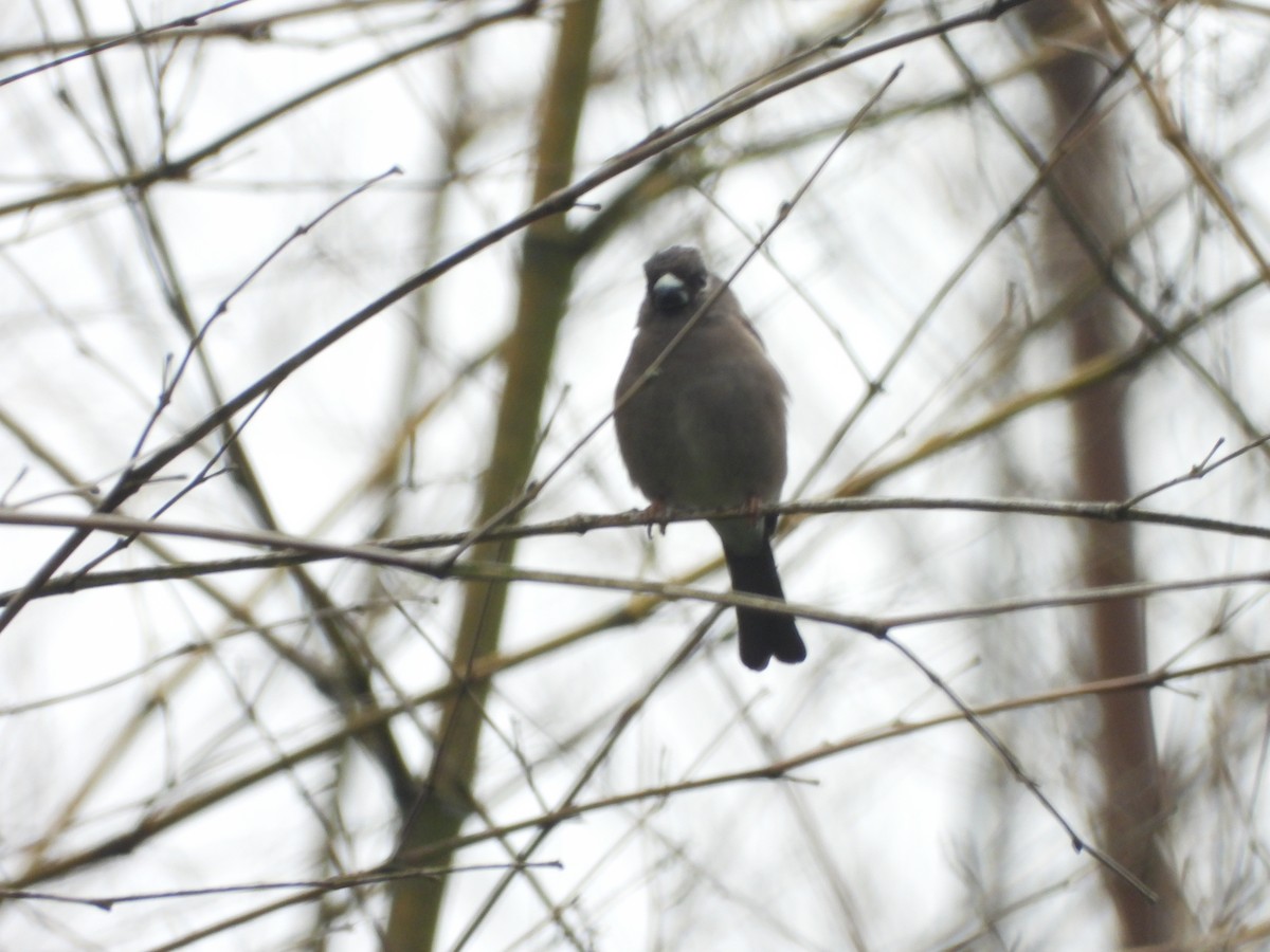 Brown Bullfinch - ML637582244