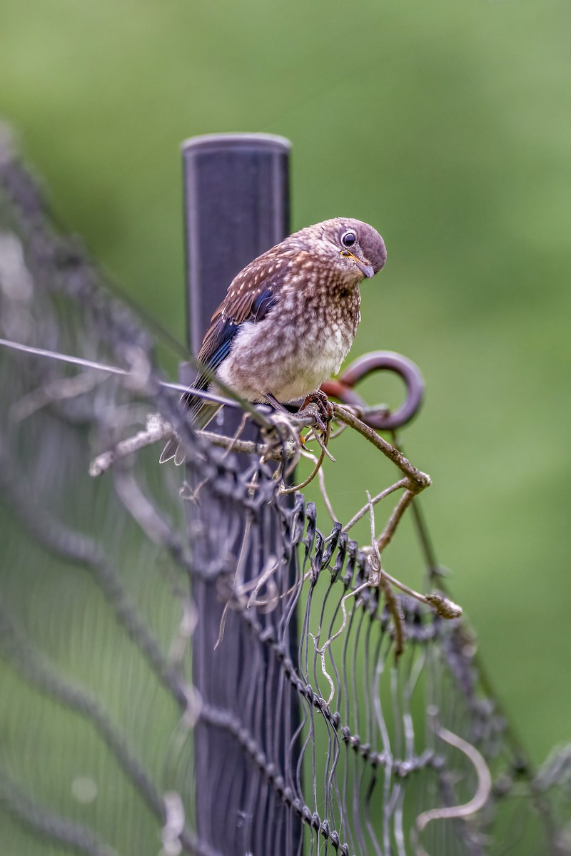 Eastern Bluebird - ML637582281