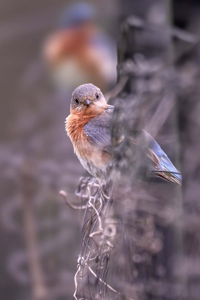 Eastern Bluebird - ML637582282