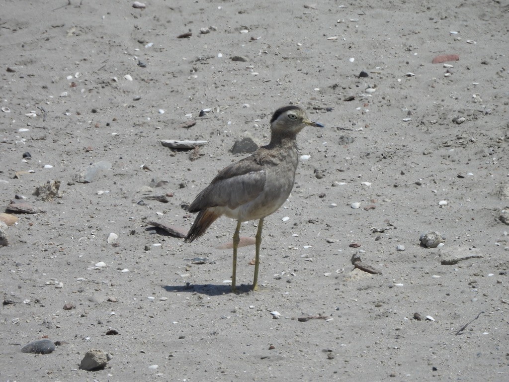 dytík bledý - ML637582313
