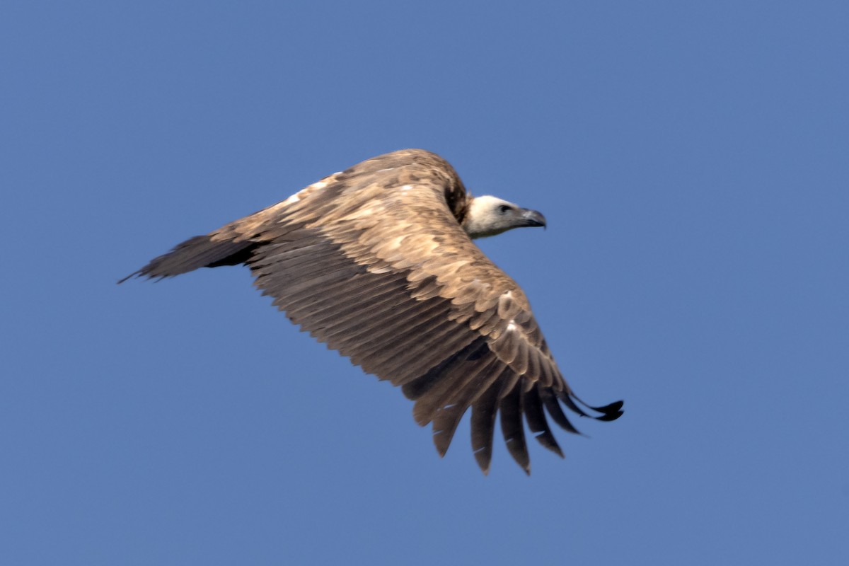 Eurasian Griffon - ML637582347