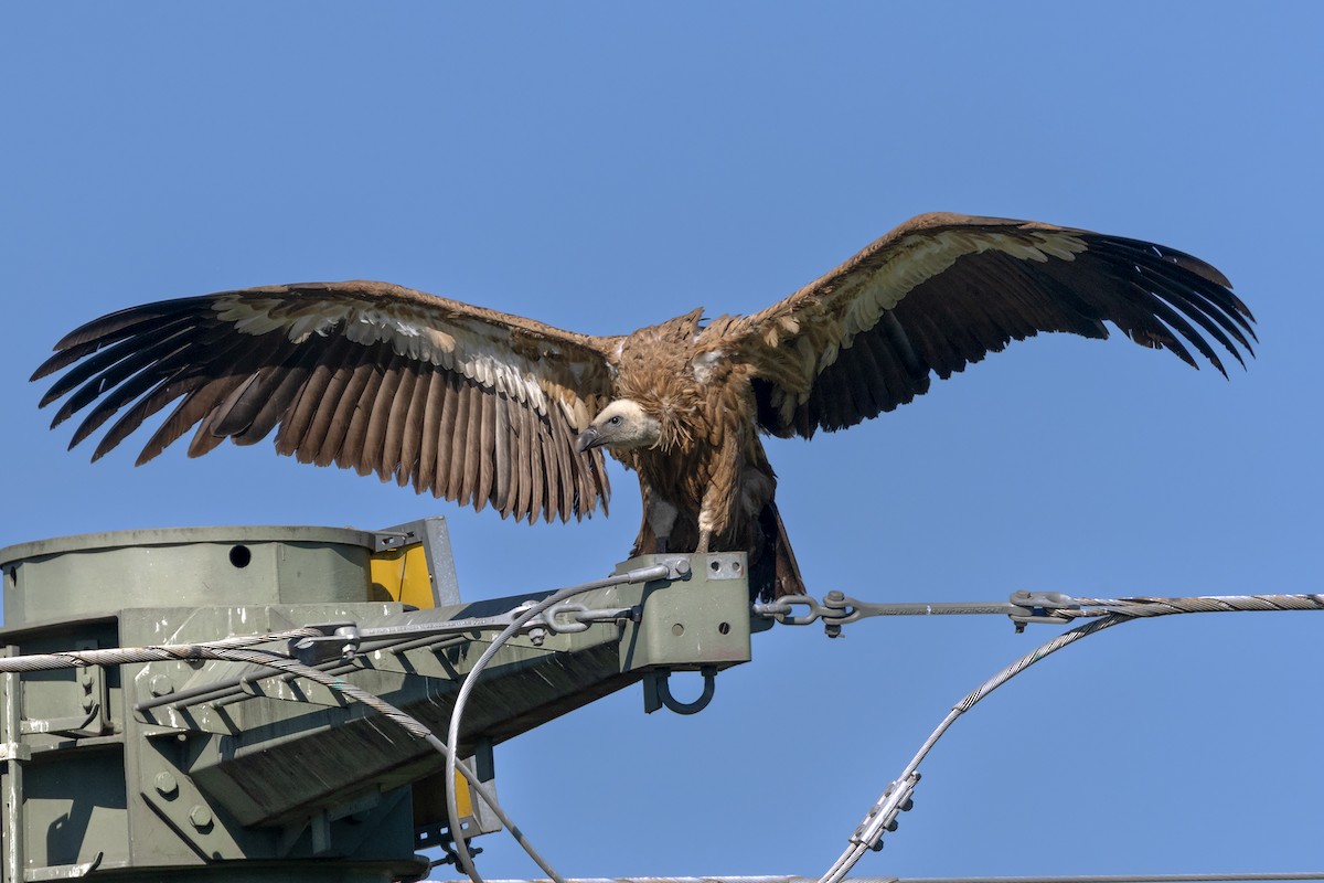 Eurasian Griffon - ML637582348