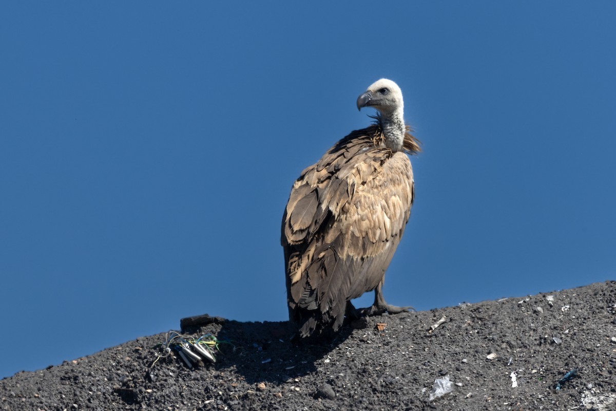 Eurasian Griffon - ML637582349