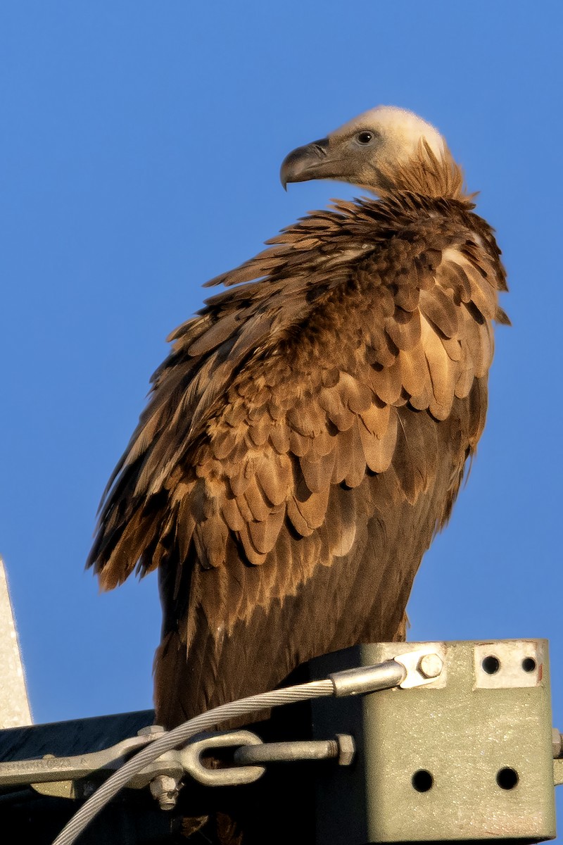 Eurasian Griffon - ML637582351