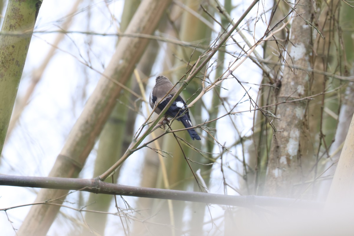 Brown Bullfinch - ML637582366