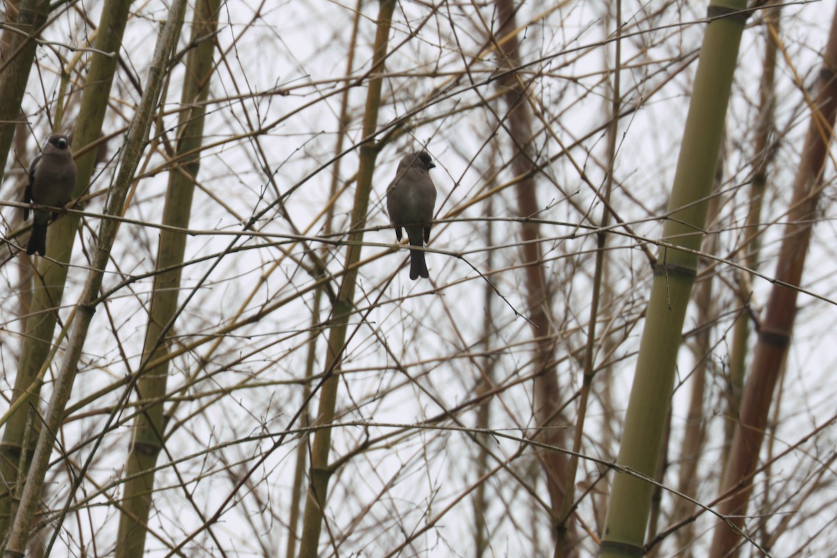Brown Bullfinch - ML637582370