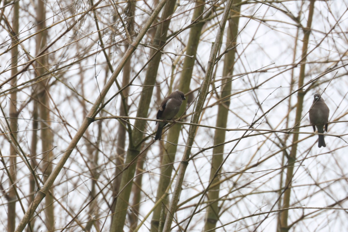 Brown Bullfinch - ML637582371