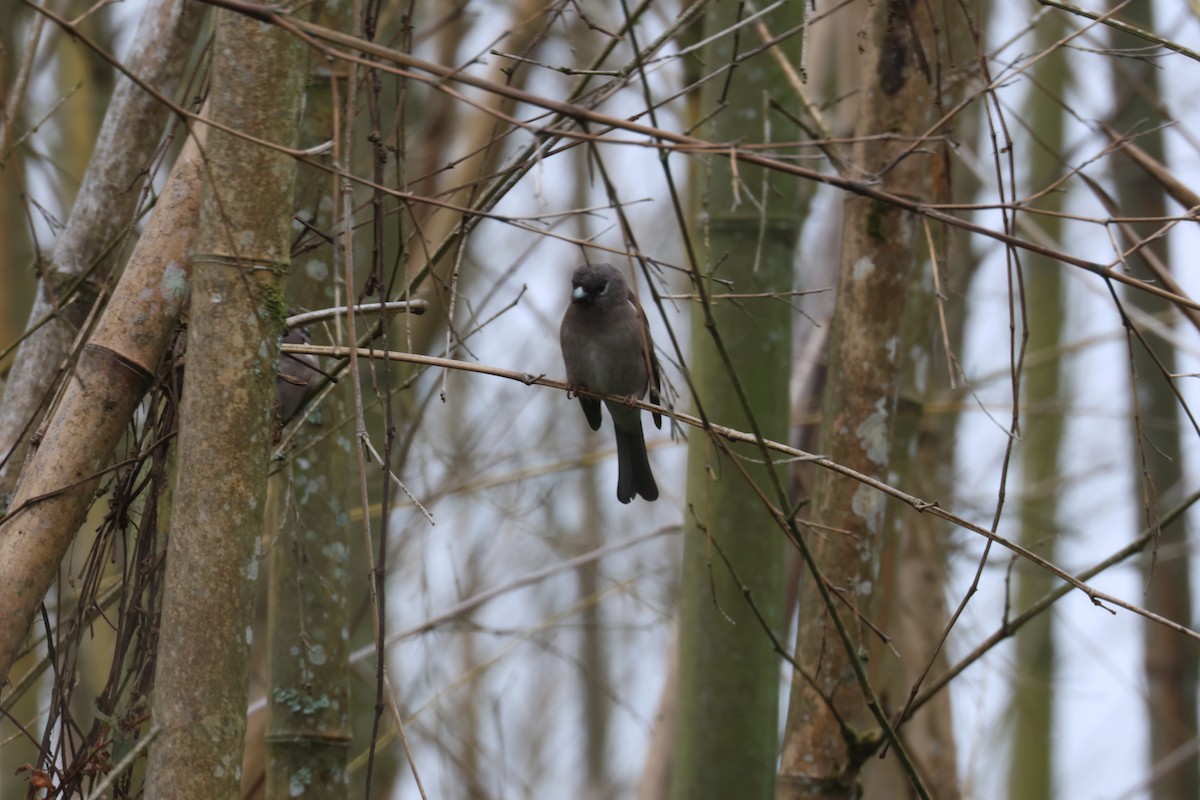 Brown Bullfinch - ML637582373