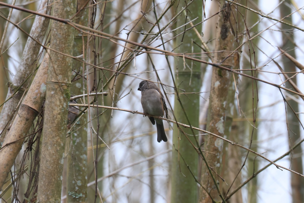 Brown Bullfinch - ML637582374