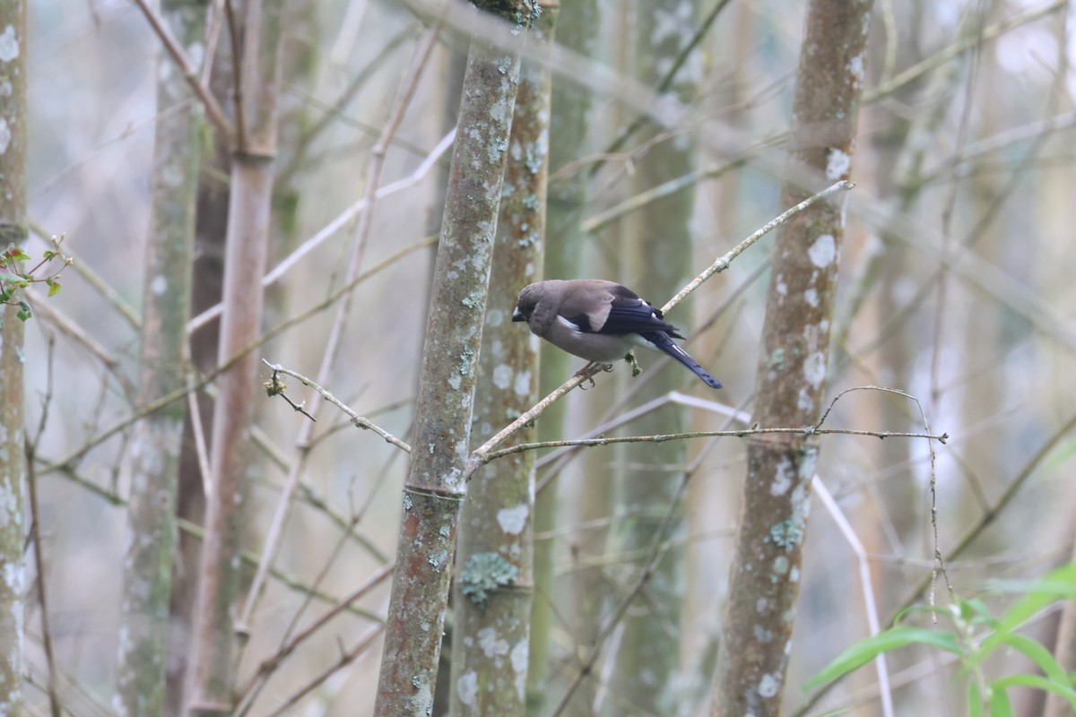 Brown Bullfinch - ML637582375