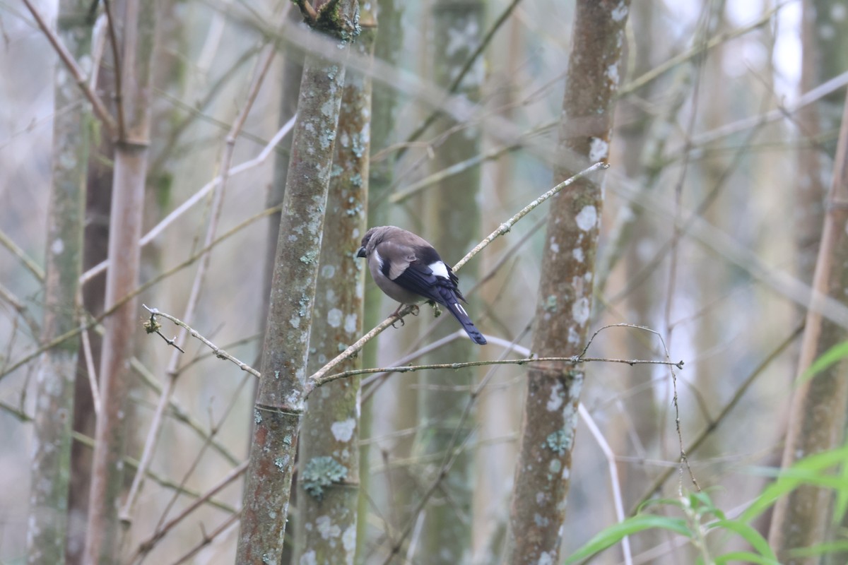 Brown Bullfinch - ML637582376