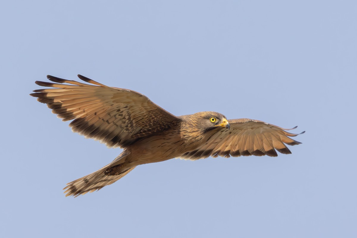 Grasshopper Buzzard - ML637582377