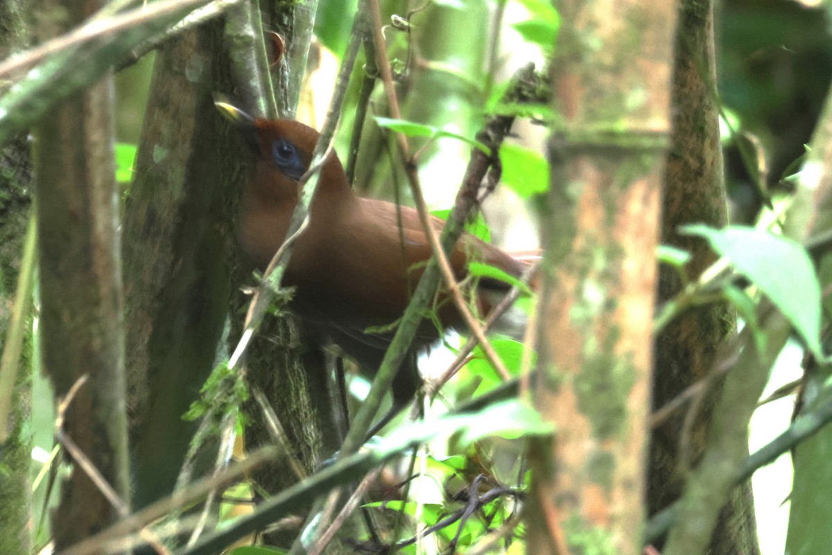 Rusty Laughingthrush - ML637582401