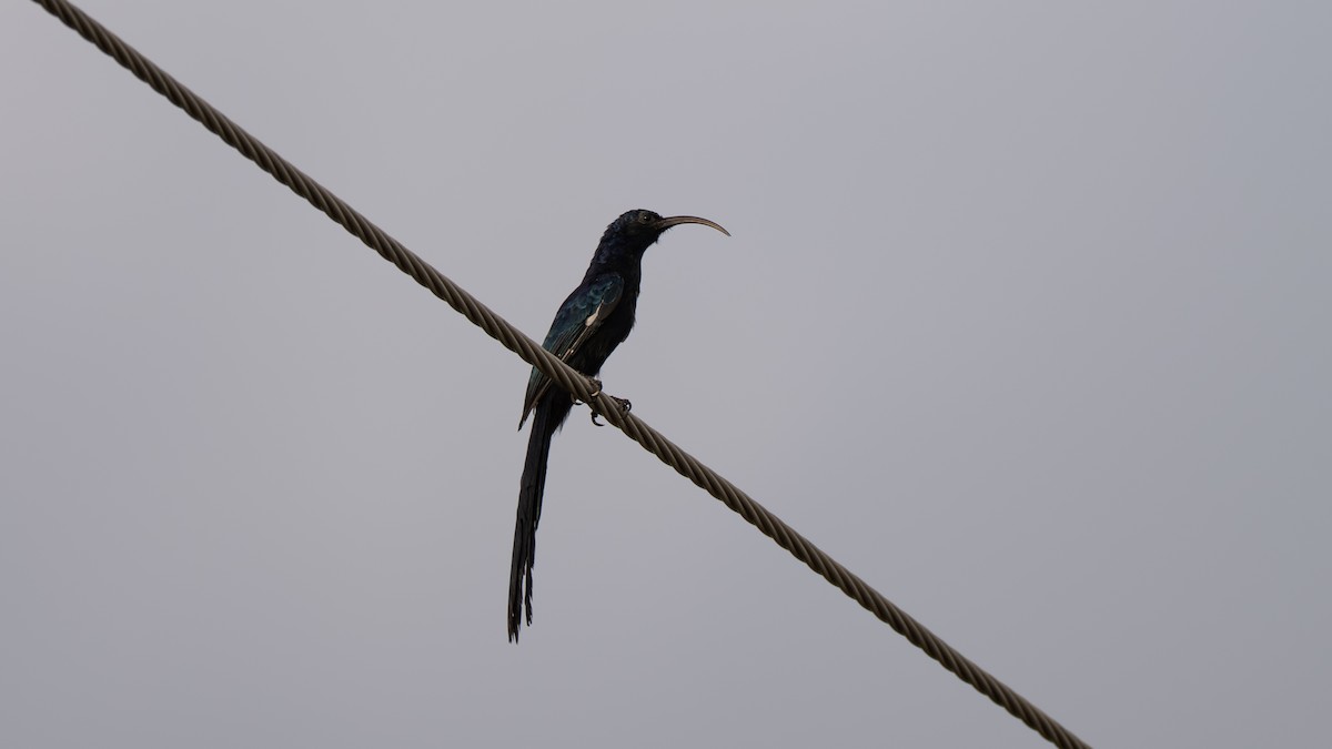 Common Scimitarbill - ML637582403