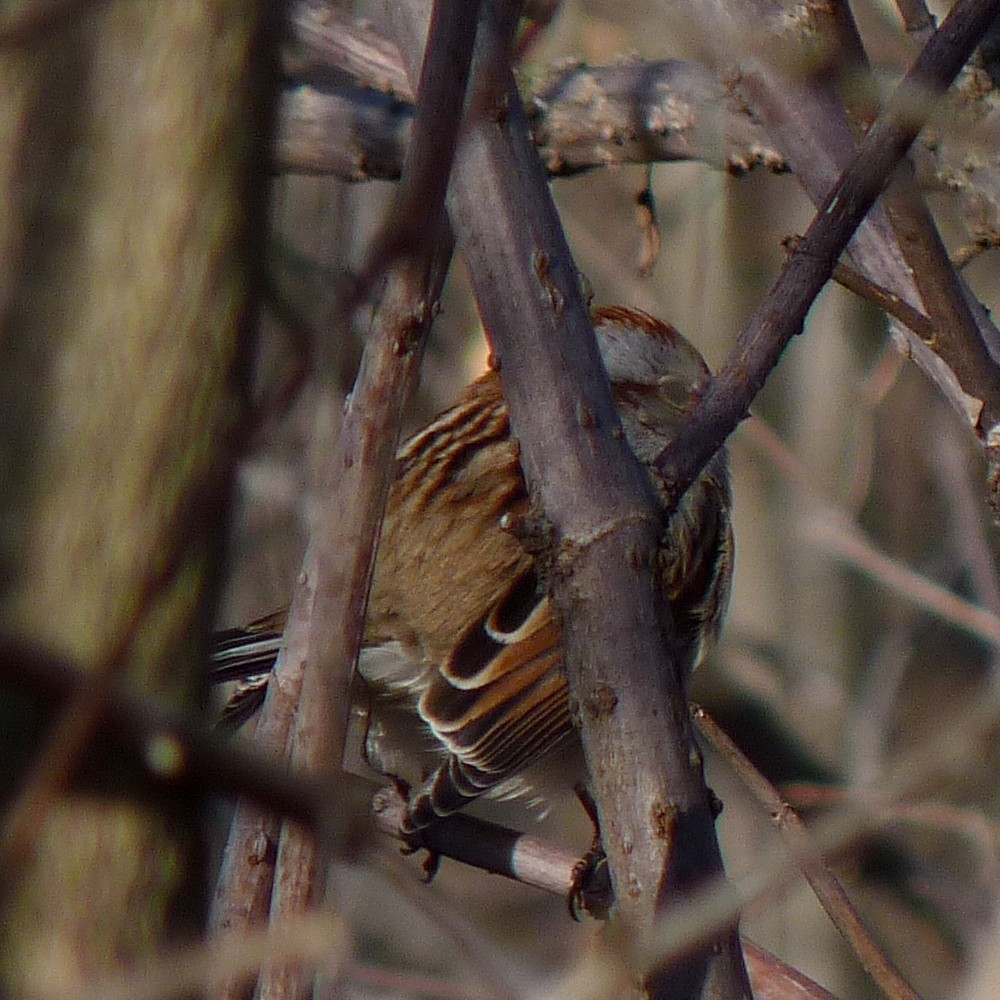 American Tree Sparrow - ML63758241
