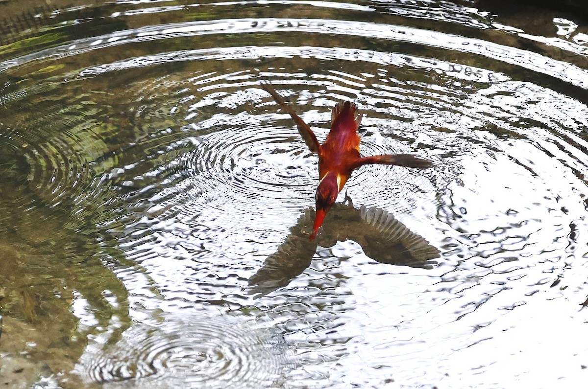 Rufous-backed Dwarf-Kingfisher - ML637582417