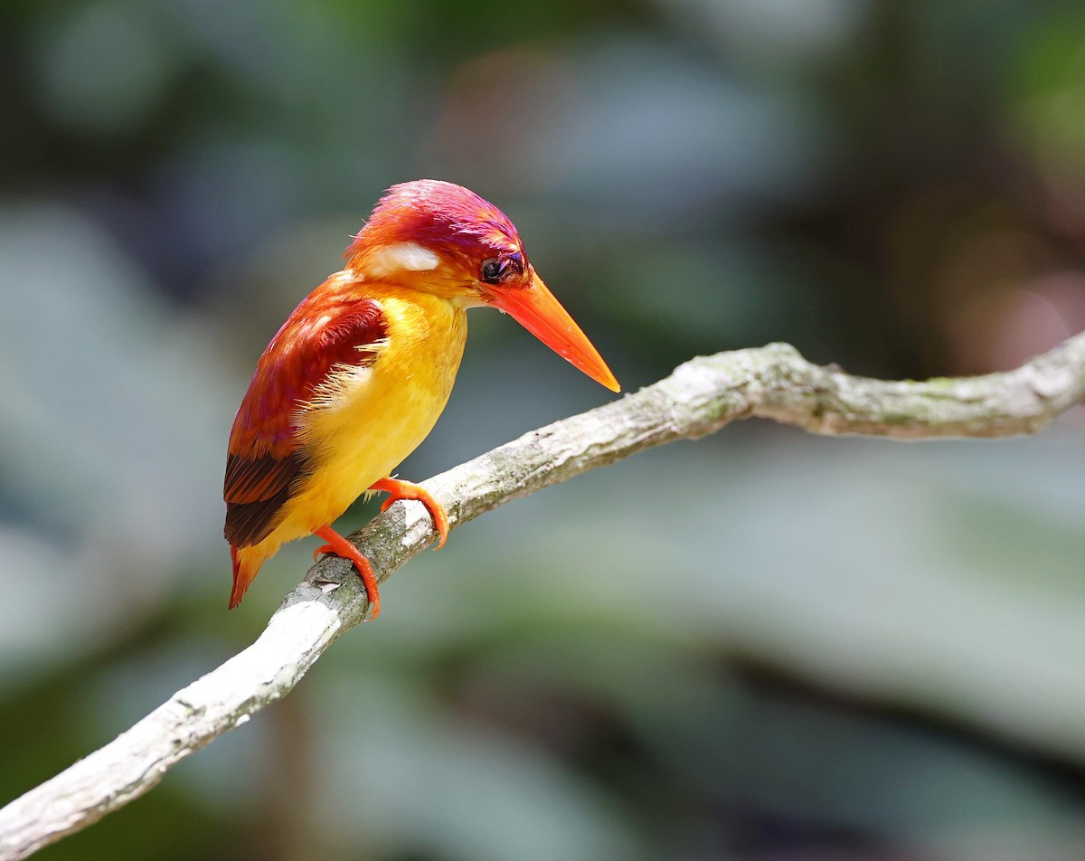 Rufous-backed Dwarf-Kingfisher - ML637582418