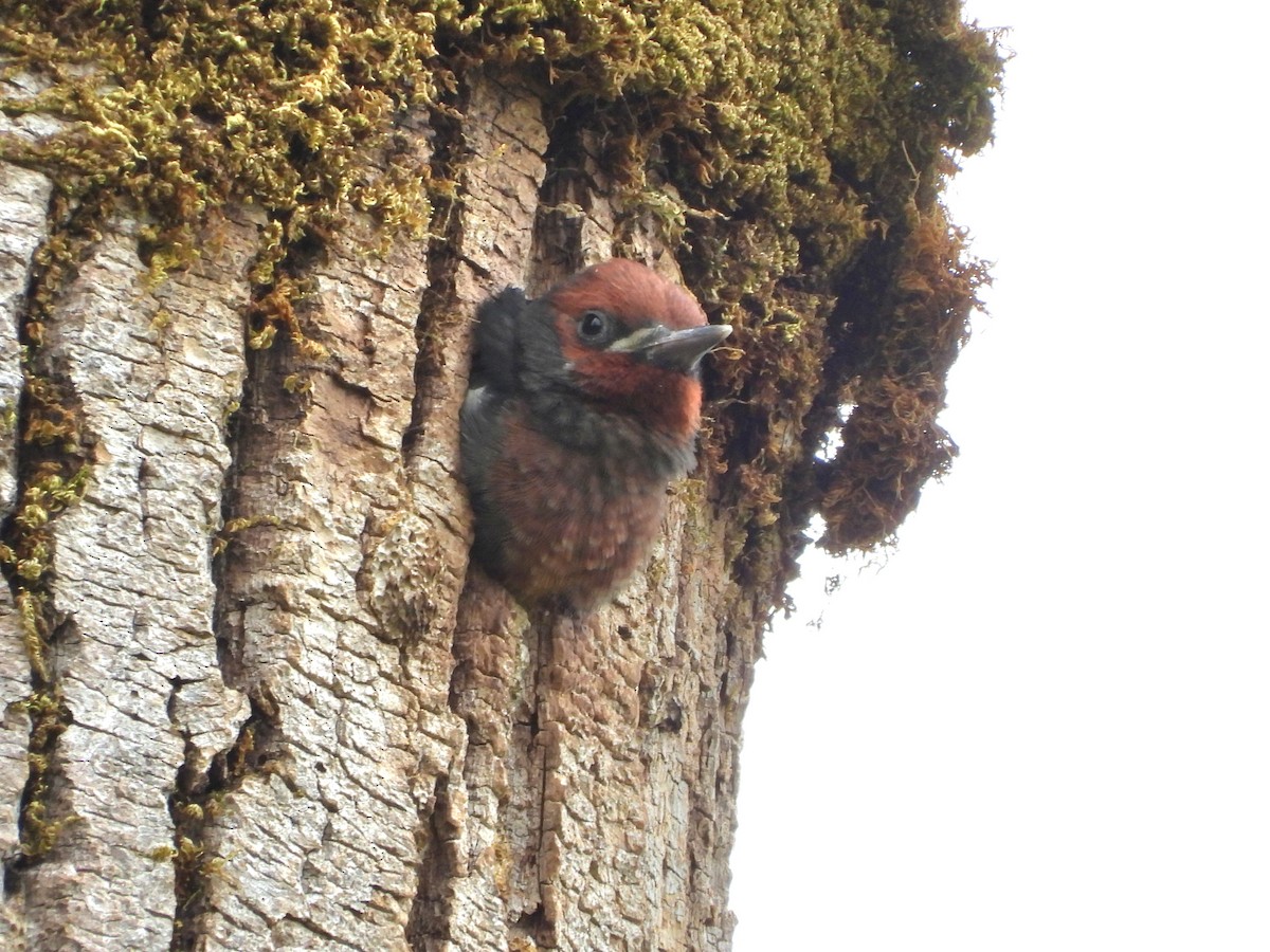 Red-breasted Sapsucker - ML637582445