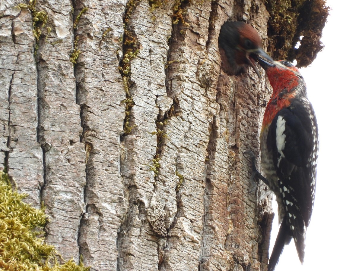 Red-breasted Sapsucker - ML637582446