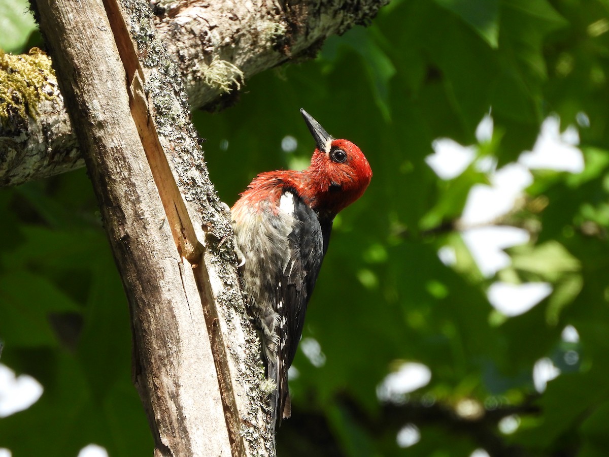 Red-breasted Sapsucker - ML637582447
