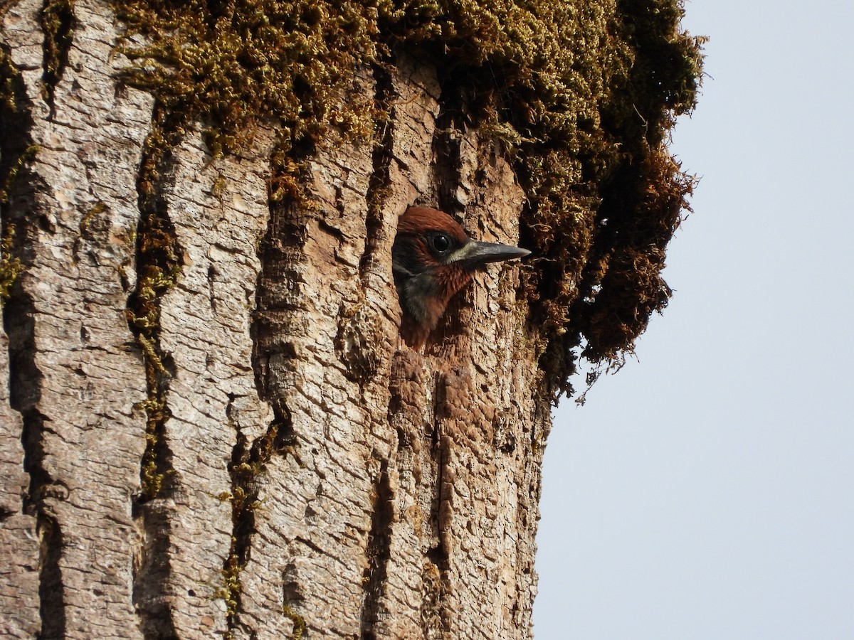 Red-breasted Sapsucker - ML637582448
