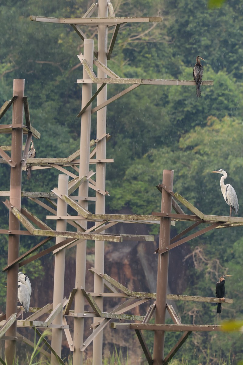 Oriental Darter - ML637582451