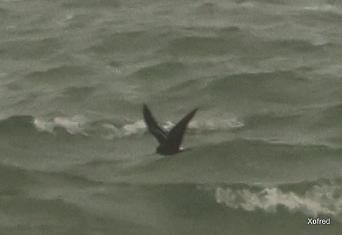Leach's Storm-Petrel - ML637582452