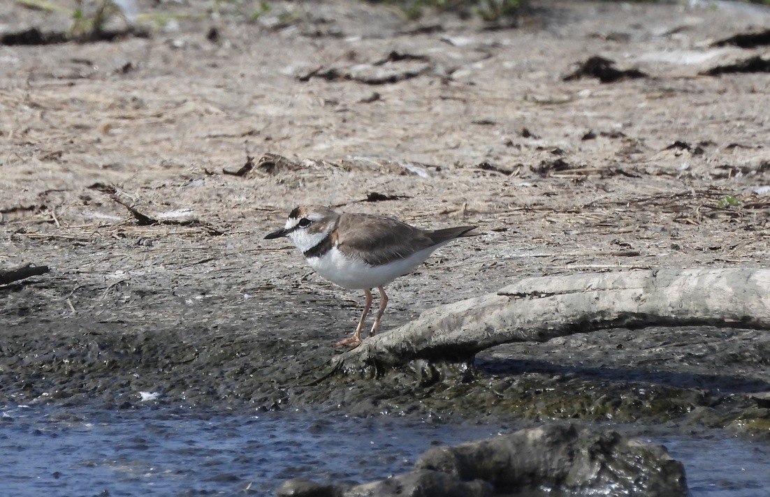 Collared Plover - ML637582468
