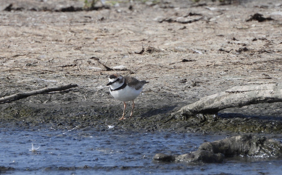 Collared Plover - ML637582469
