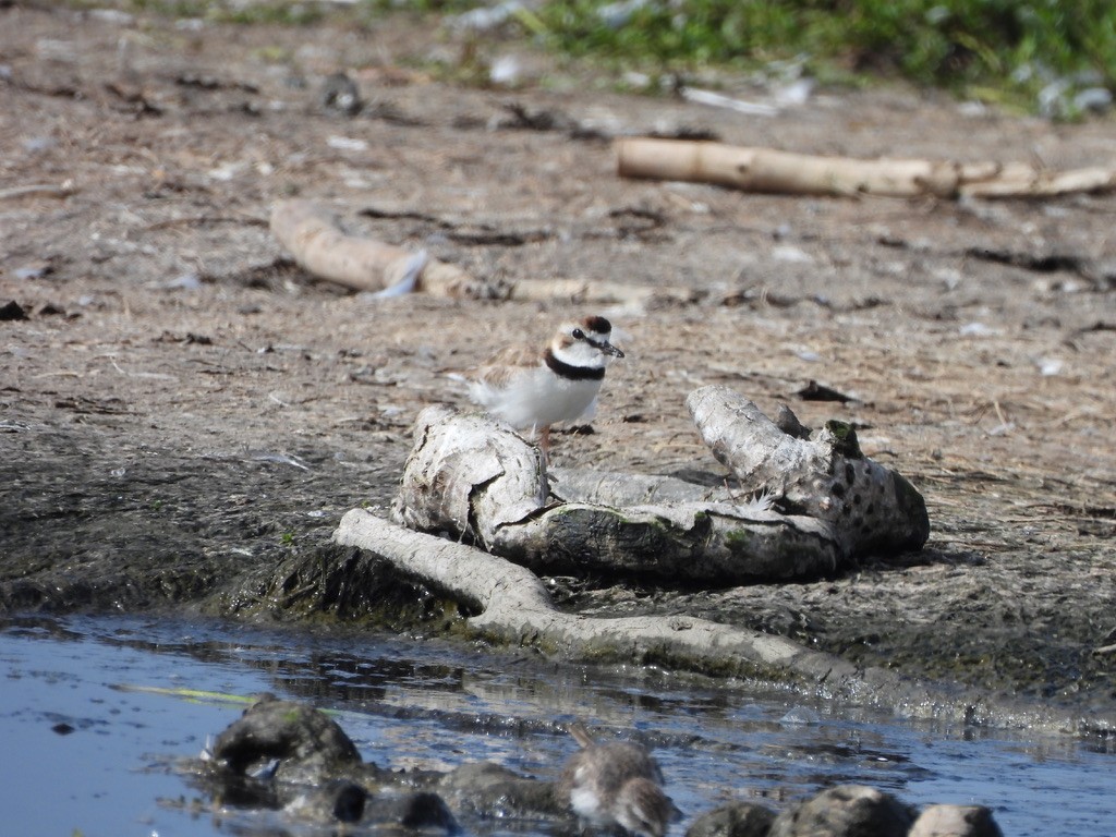 Collared Plover - ML637582470