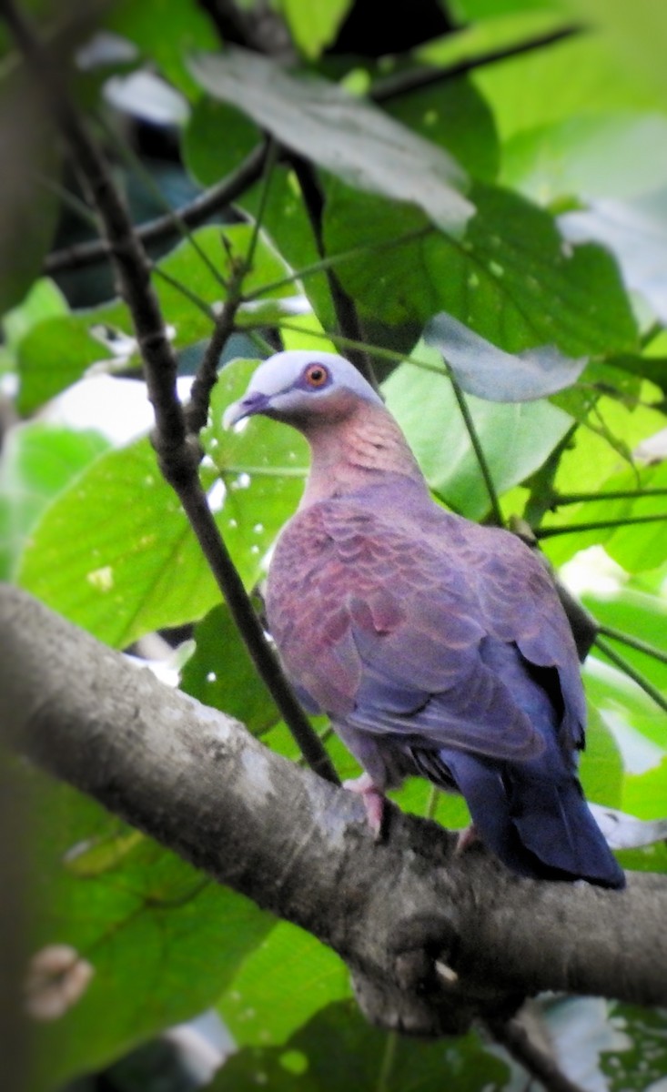 Pale-capped Pigeon - ML637582481