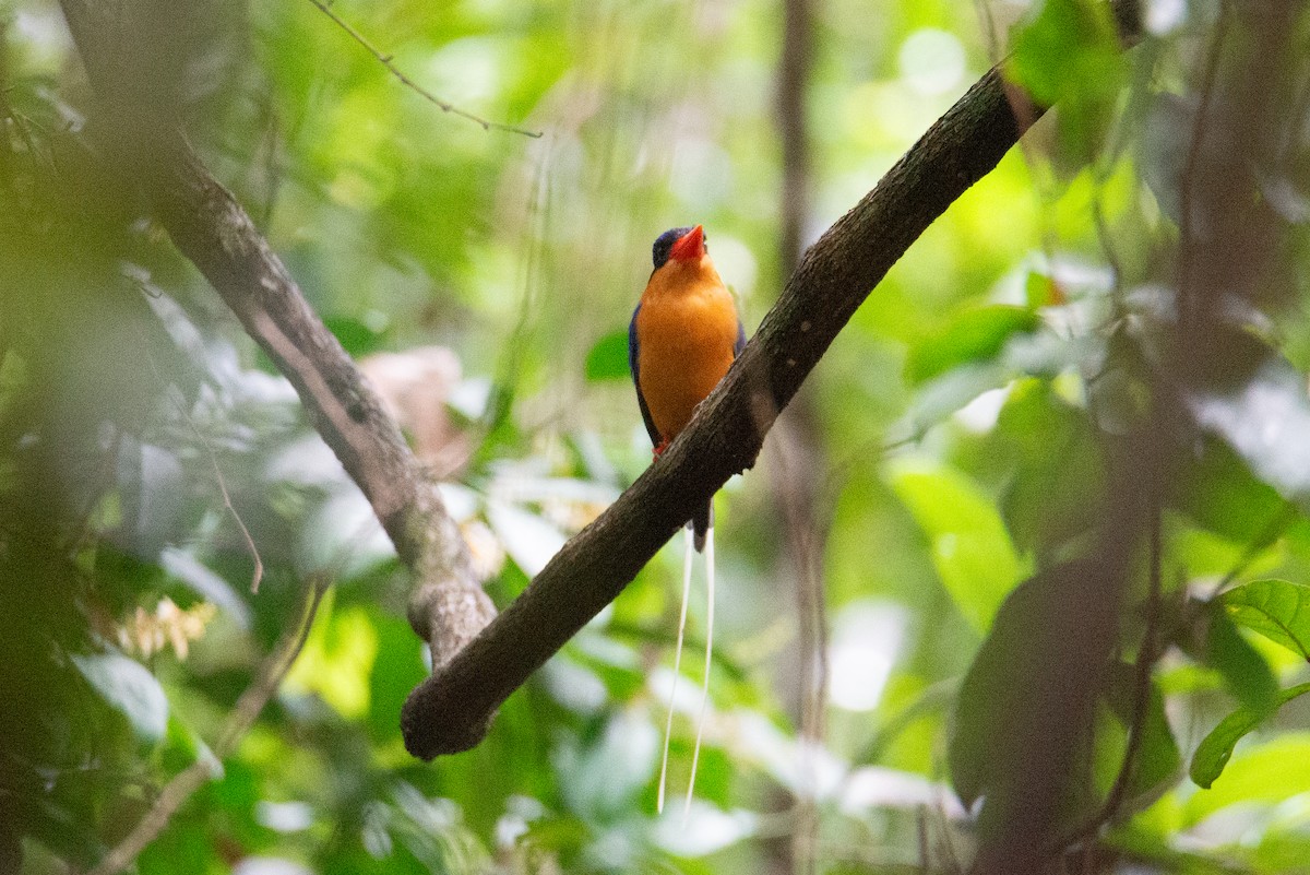 Buff-breasted Paradise-Kingfisher - ML637582490