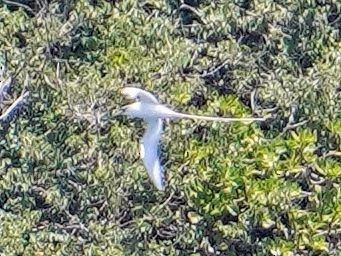 White-tailed Tropicbird - ML637582492