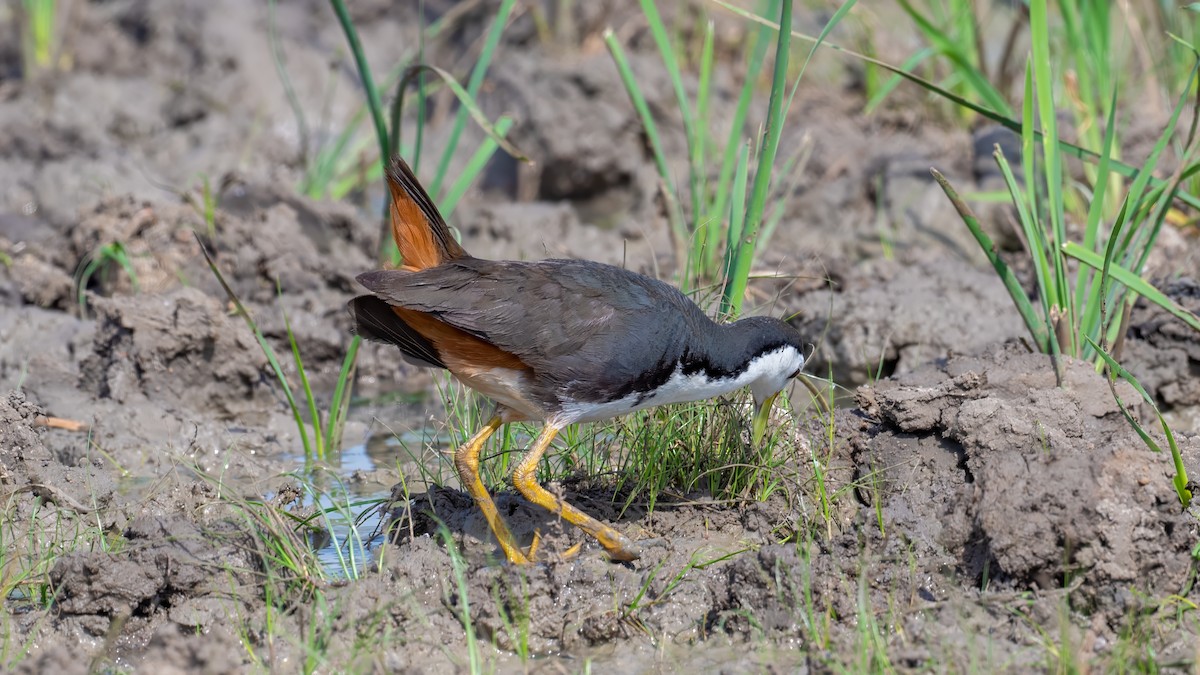 White-breasted Waterhen - ML637582502
