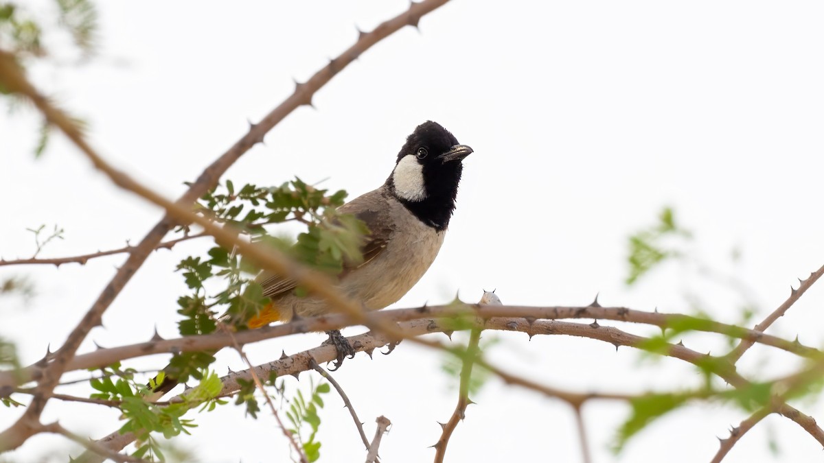 White-eared Bulbul - ML637582514
