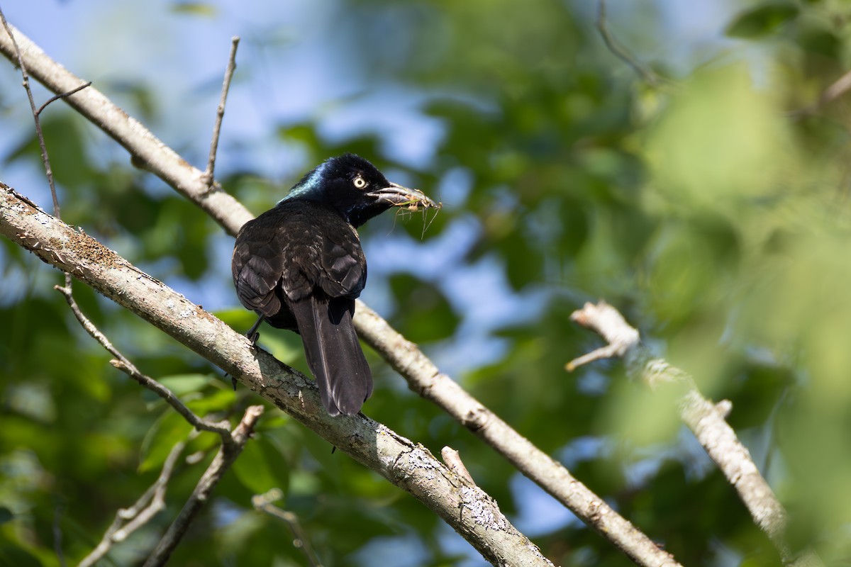 Common Grackle - ML637582516