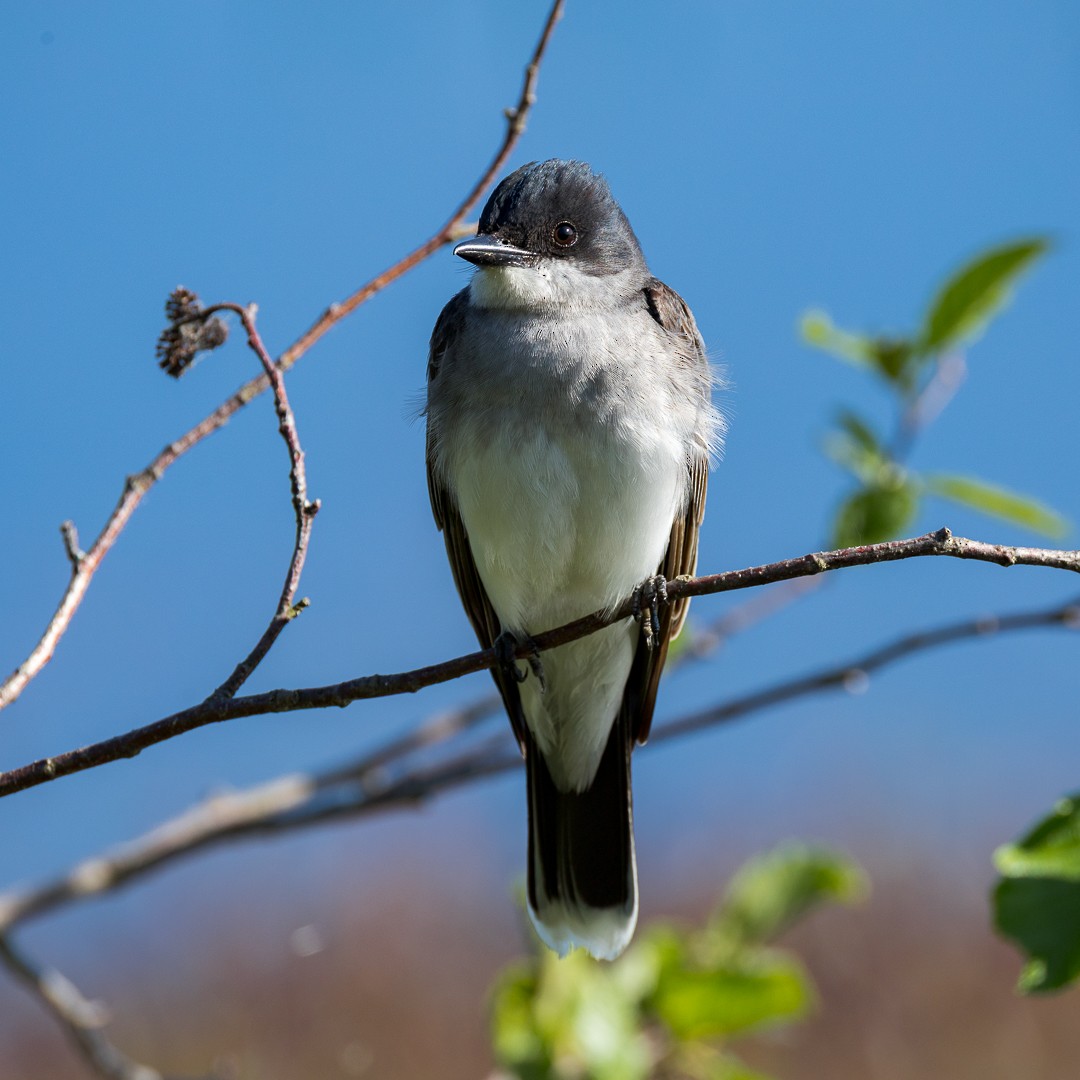 Eastern Kingbird - ML637582535