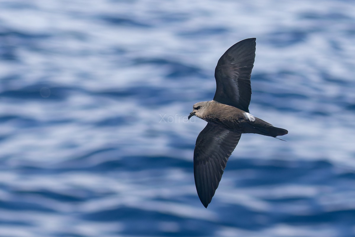 Leach's Storm-Petrel - ML637582573