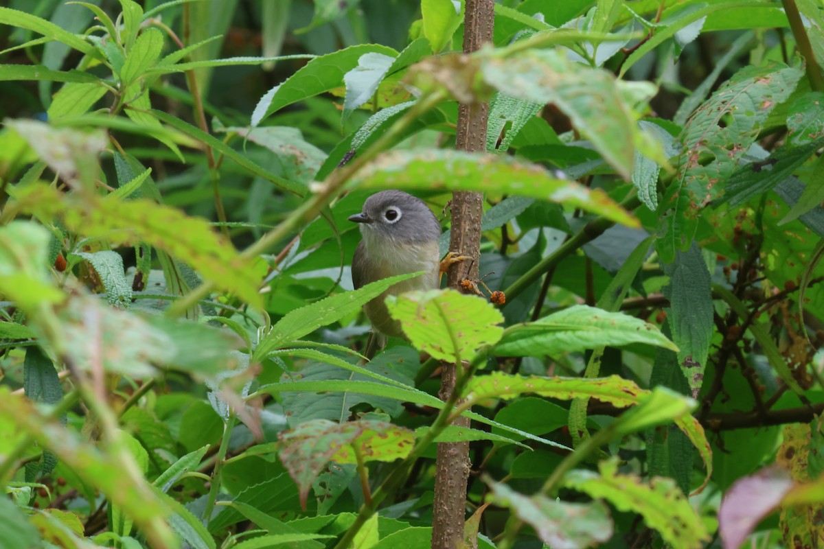 Morrison's Fulvetta - ML637582592