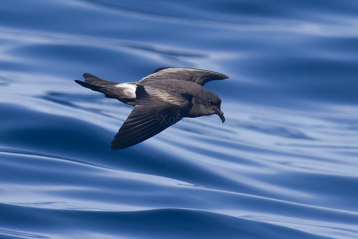 Leach's Storm-Petrel - ML637582599