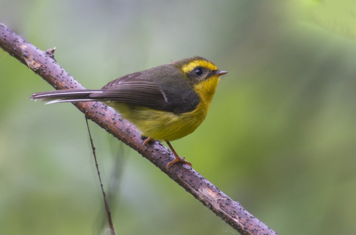 Yellow-bellied Fairy-Fantail - ML637582609