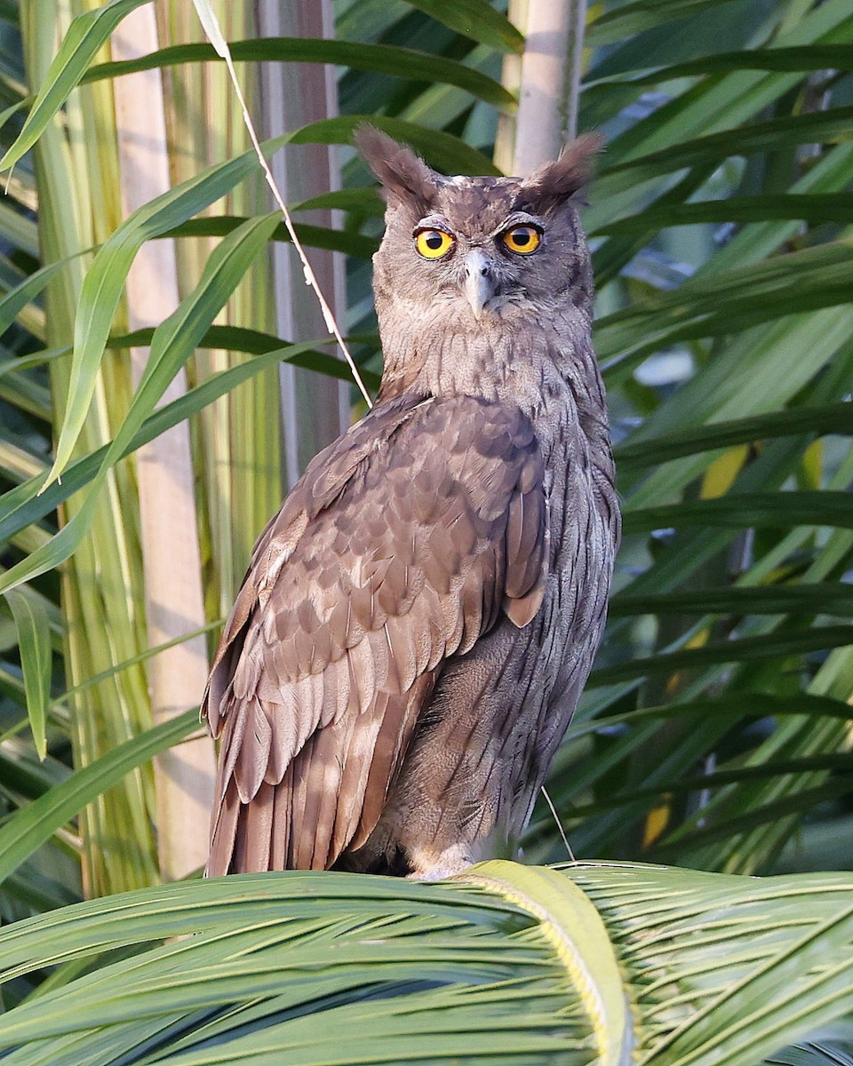 Dusky Eagle-Owl - ML637582610