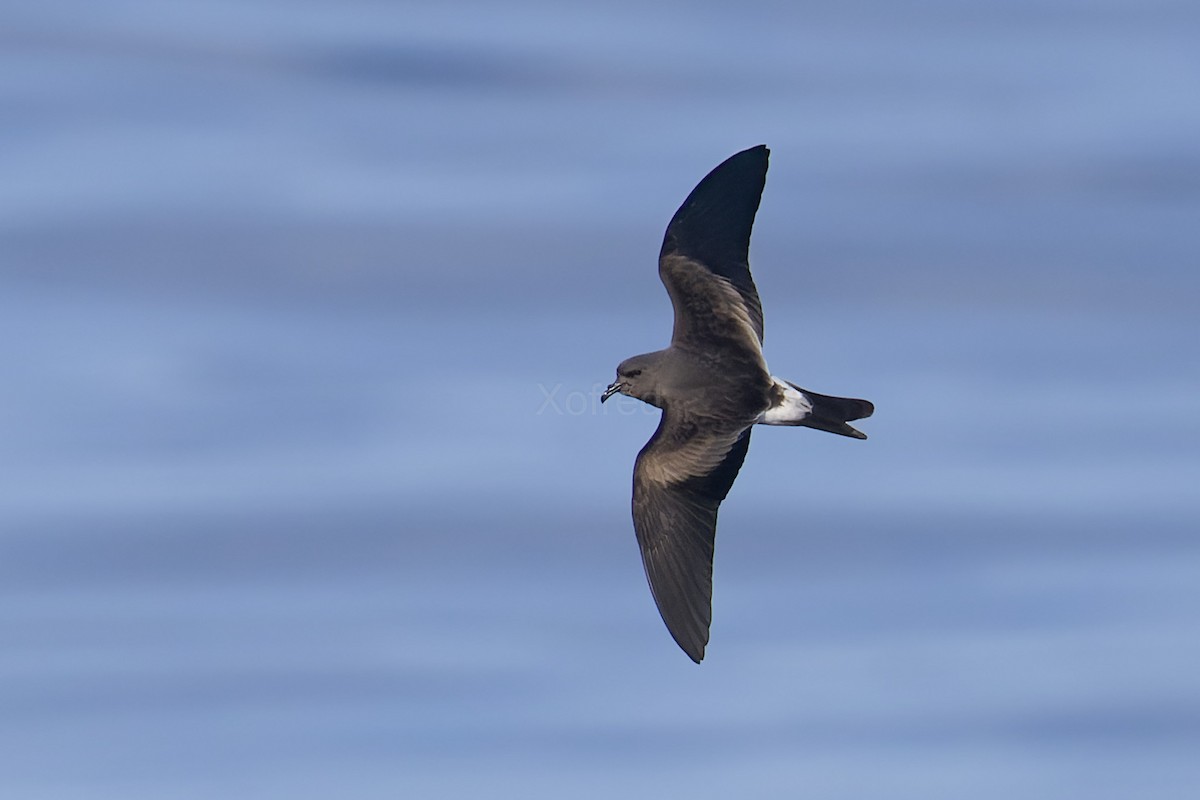 Leach's Storm-Petrel - ML637582634