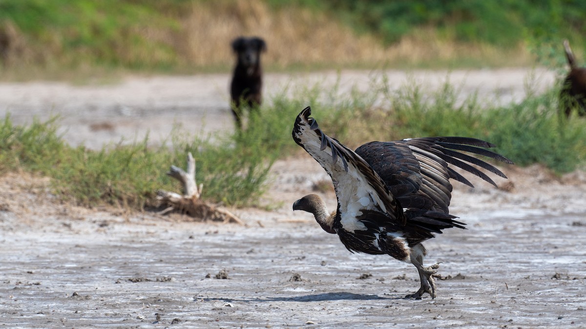 White-rumped Vulture - ML637582642
