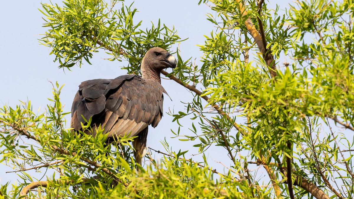 White-rumped Vulture - ML637582643