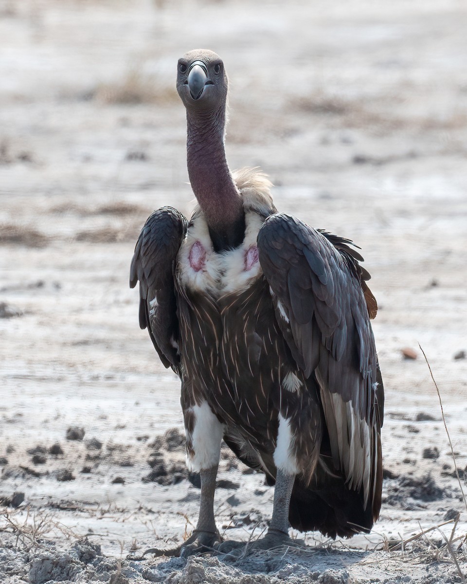 White-rumped Vulture - ML637582644