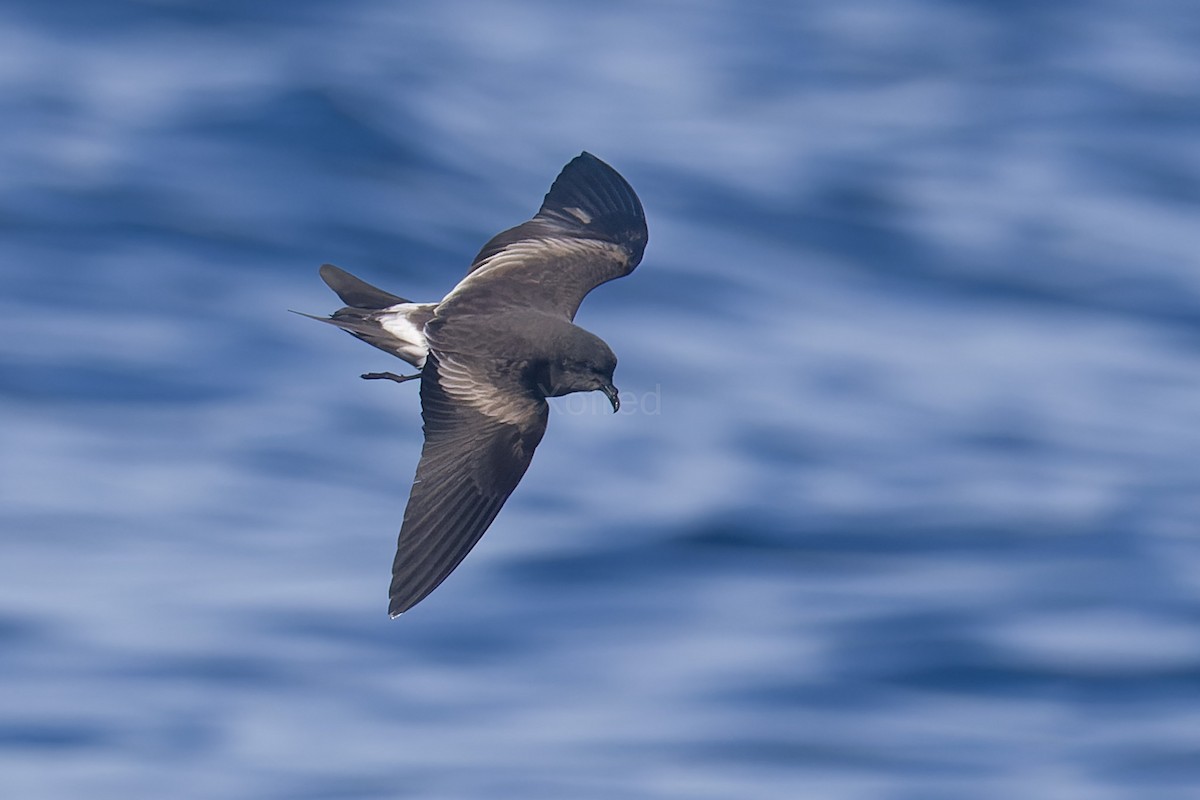 Leach's Storm-Petrel - ML637582668