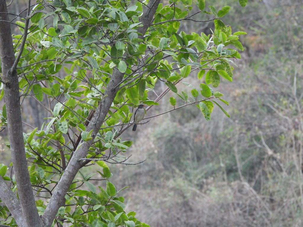 Plumbeous-backed Thrush - ML637582682