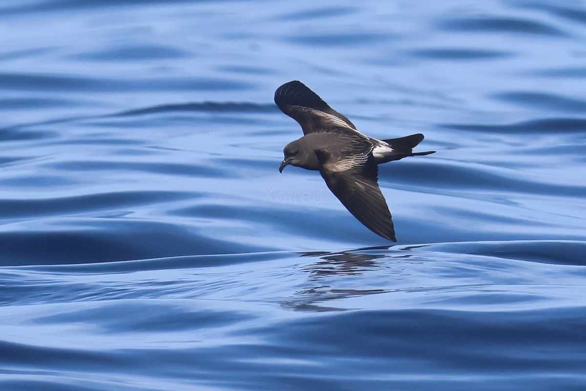 Leach's Storm-Petrel - ML637582696