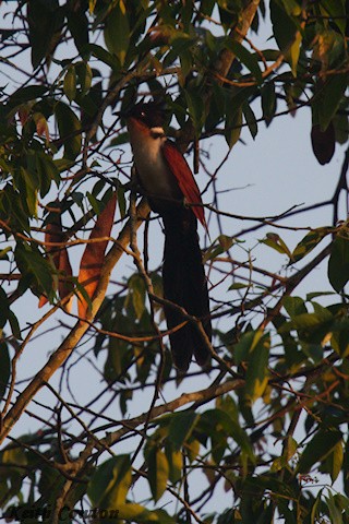 Chestnut-winged Cuckoo - ML637582729